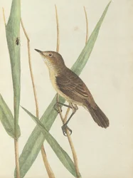 ヨシキリ、ルーウィン、ジョン。自然史を持つニューサウスウェールズ州の鳥。シドニーGハウ、1813